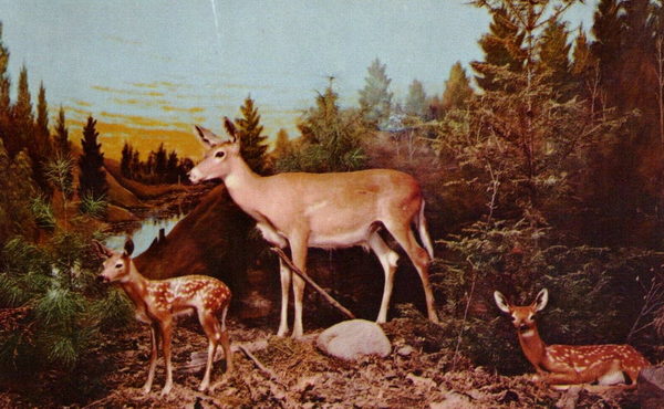 Underground Forest - Various Promos